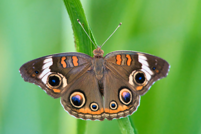 Common Buckeye Butterfly Up Close