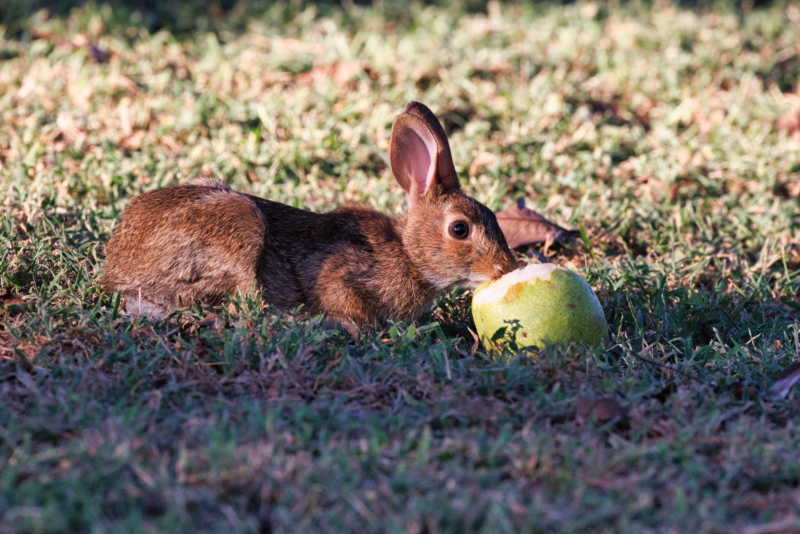 Cottontail Rabbit Eating A Pear