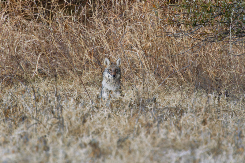 Coyote Peers Through Lengthy Grass Blades