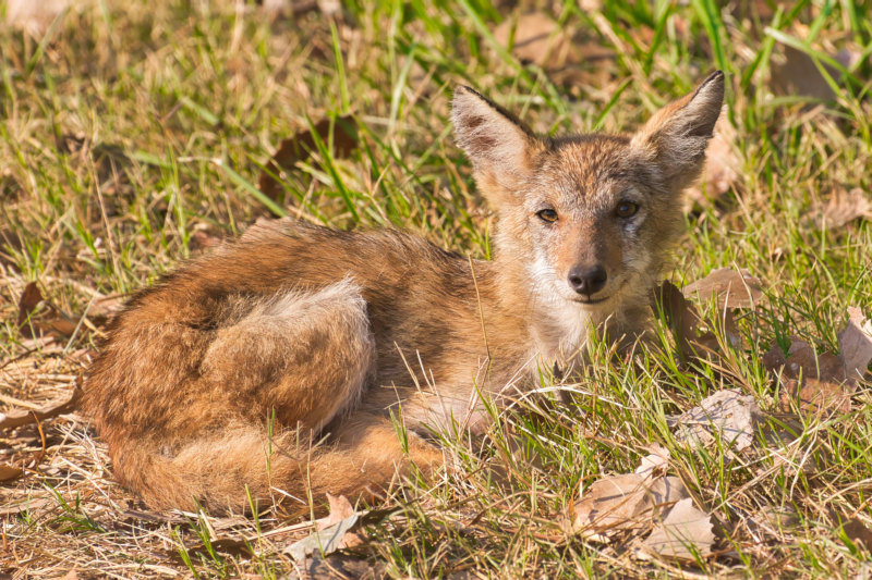 Coyote Pup Resting