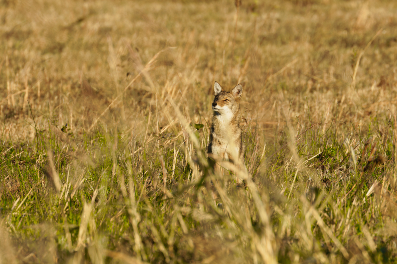 Coyote Sitting And Looking Up