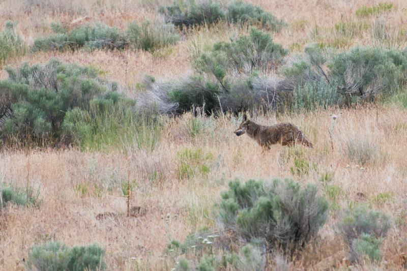 Coyote With A Meal In Utah