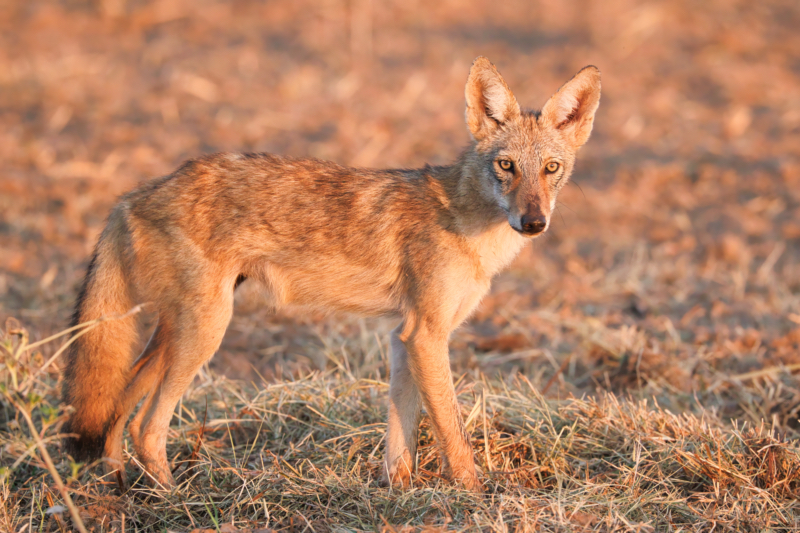 Curious Young Coyote