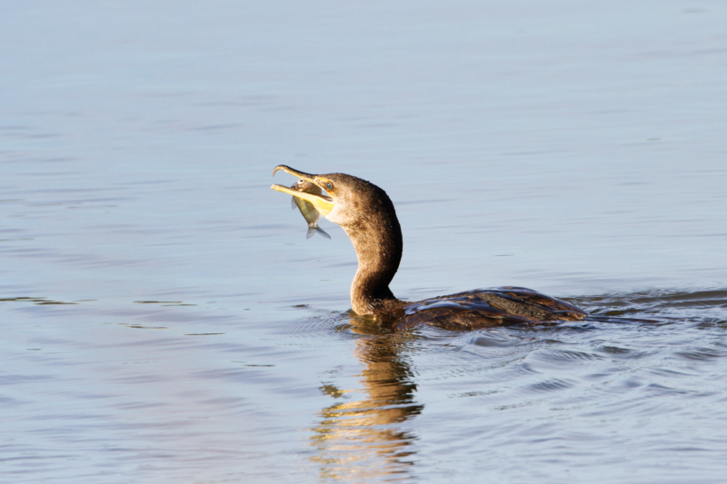 Double-crested Cormorant Emerges with Shad