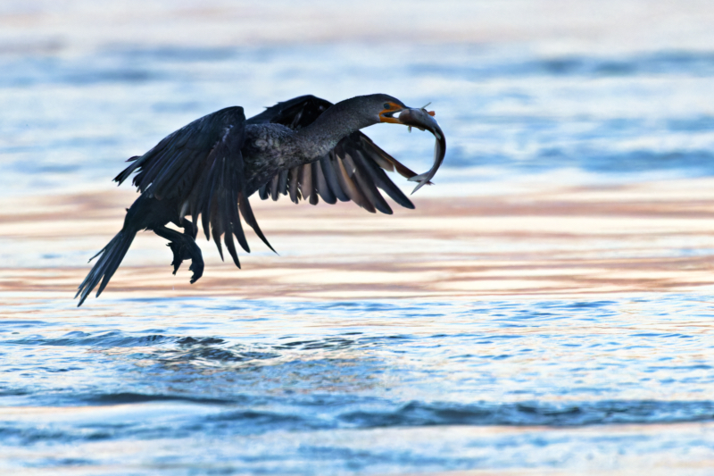 Double-crested Cormorant Flying With A Fish