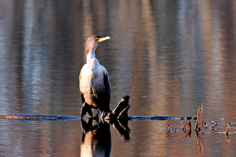 Double-crested Cormorant Resting On A Log