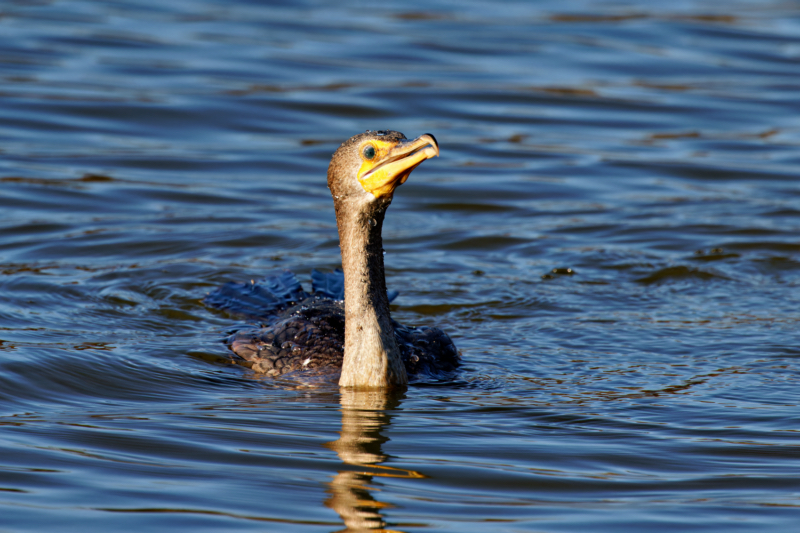 Double-crested Cormorant Swimming In Cold Water