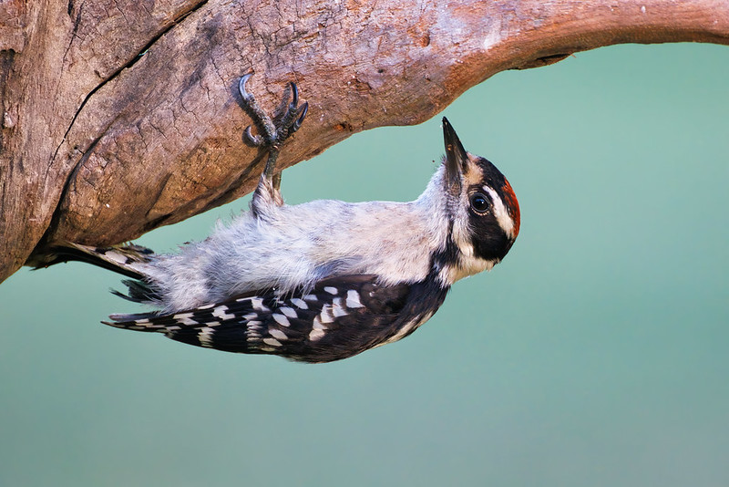 Downy Woodpecker Hanging Upside Down