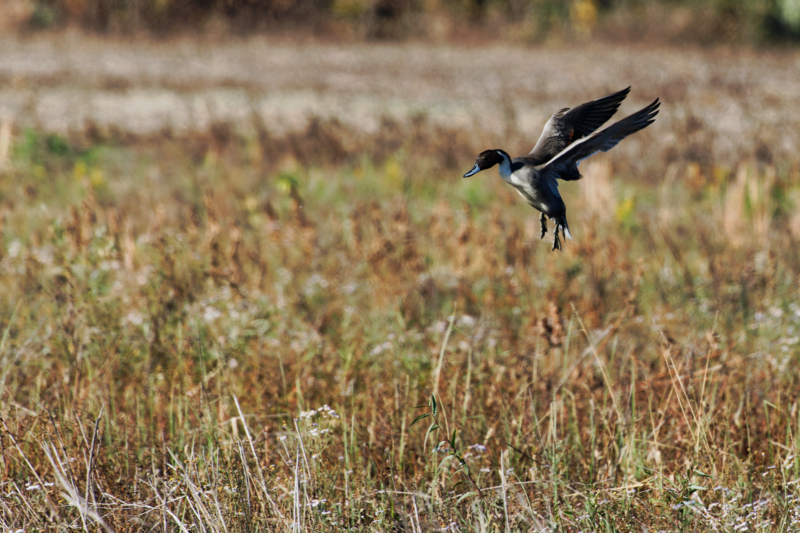 Northern Pintail Drake Landing In a Flooded Field