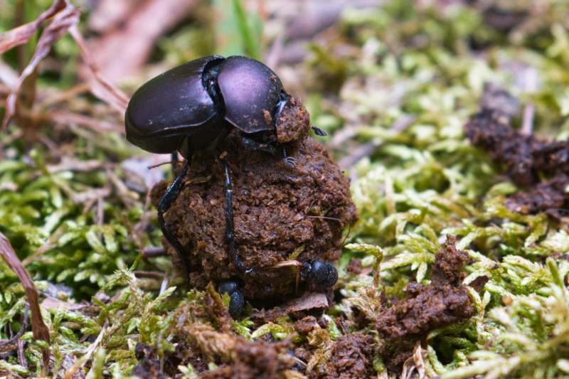 Dung Beetle With Babies Rolling a Ball of Poop