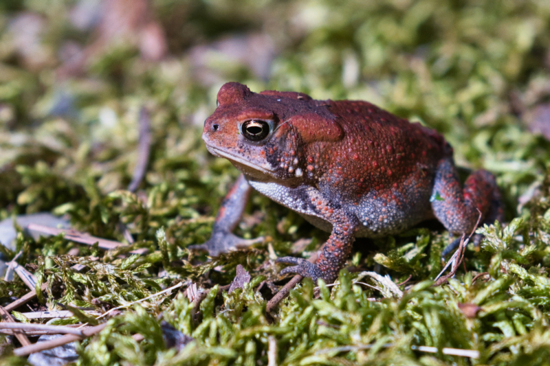 Dwarf American Toad