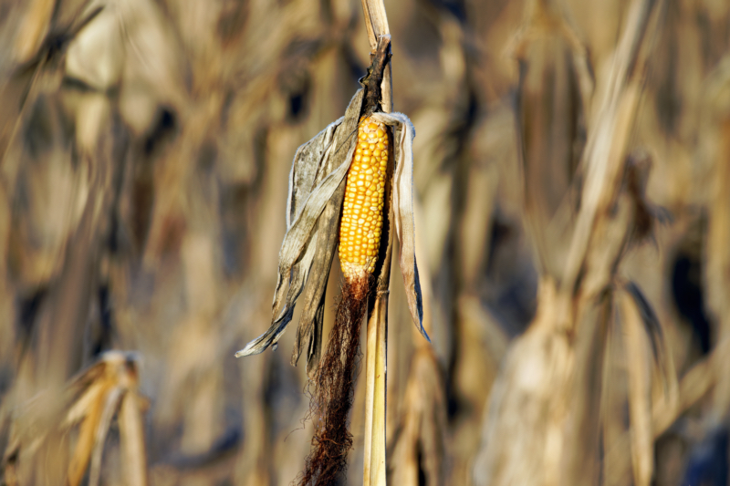 Ear Of Corn In A Cornfield