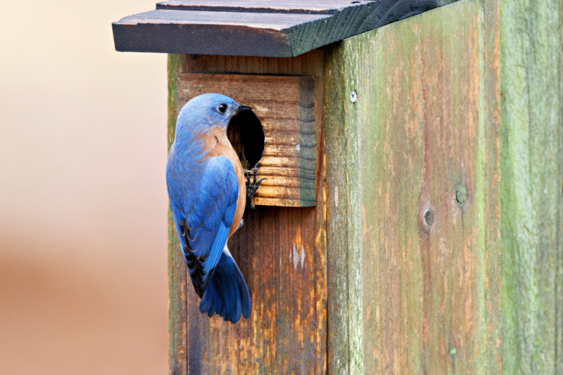 Eastern Bluebird Perched On A Birdhouse In Winter
