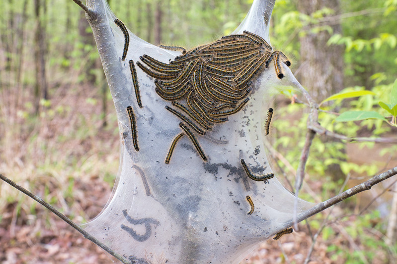 Eastern Tent Caterpillars