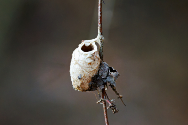 Moths - Steve Creek Wildlife Photography