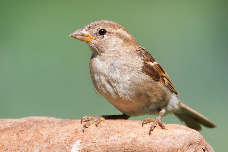Female House Sparrow Near The Birdhouse