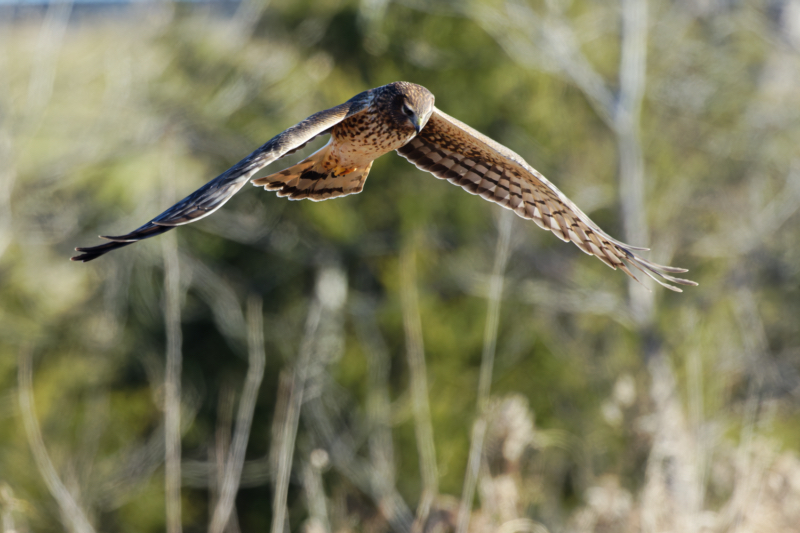 Female Northern Harrier Hunting Over Field