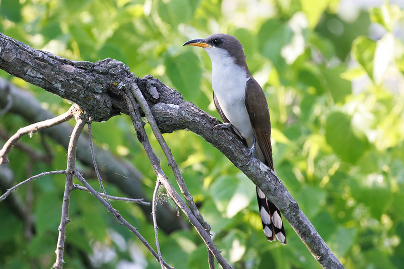 Female Yellow-billed Cuckoo Perched in a Tree