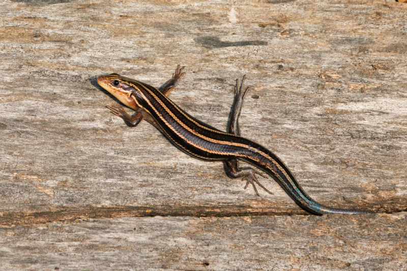 Five-lined Skink Basking in the Morning Light
