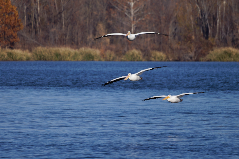 Flying Pelicans Over the Lake