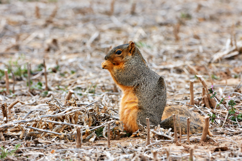 Fox Squirrel Eating Soybeans