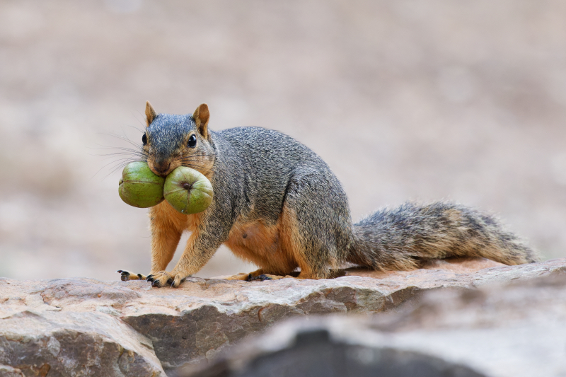 Fox Squirrel Gathering Nuts