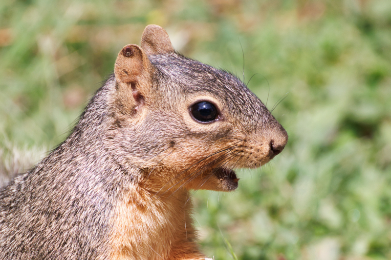 Fox Squirrel With A Tick in the Tip of Its Ear