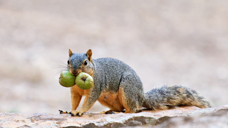 Fox Squirrel With Nuts