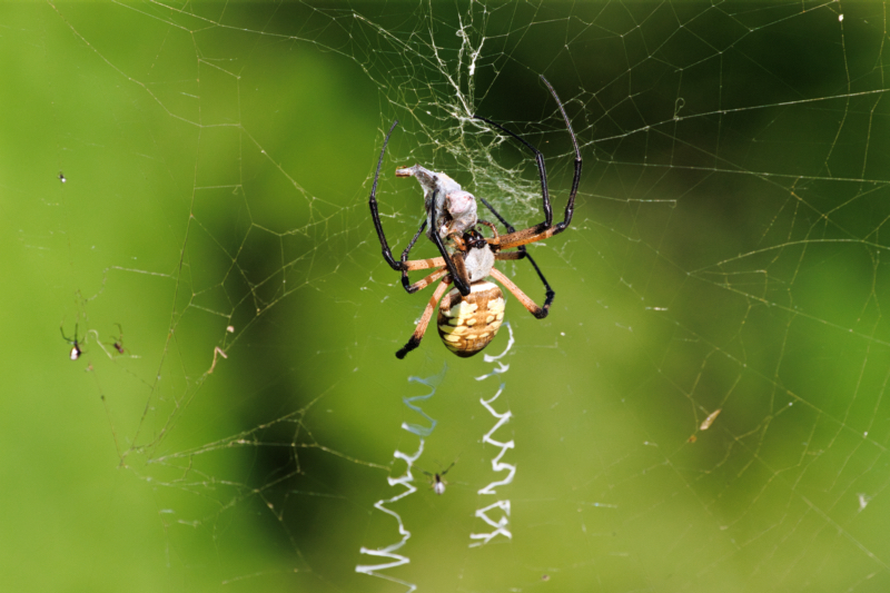 Garden Spider and her Spiderlings With Prey