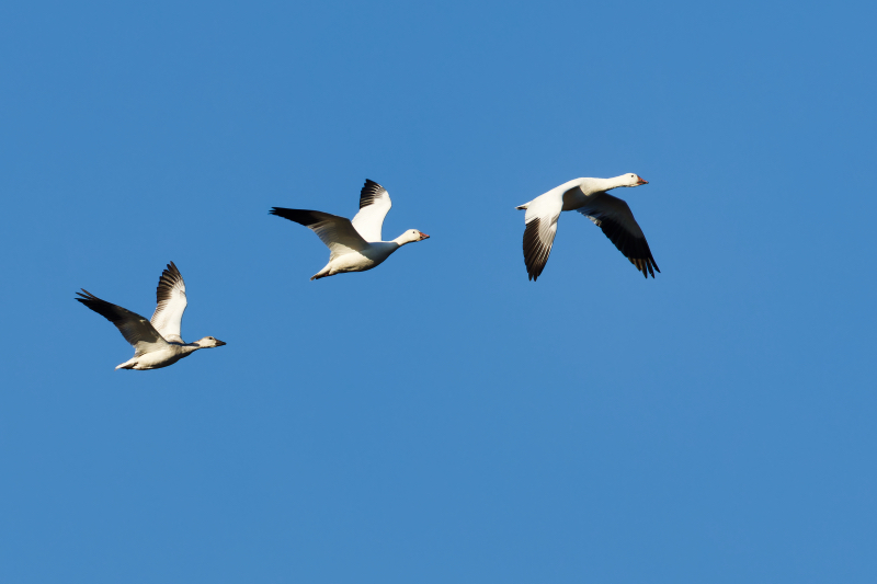 Geese Flying Overhead On A Cool Fall Morning