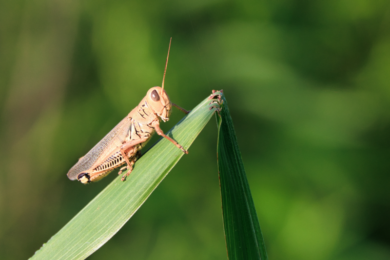 Grasshopper on Grass Blade