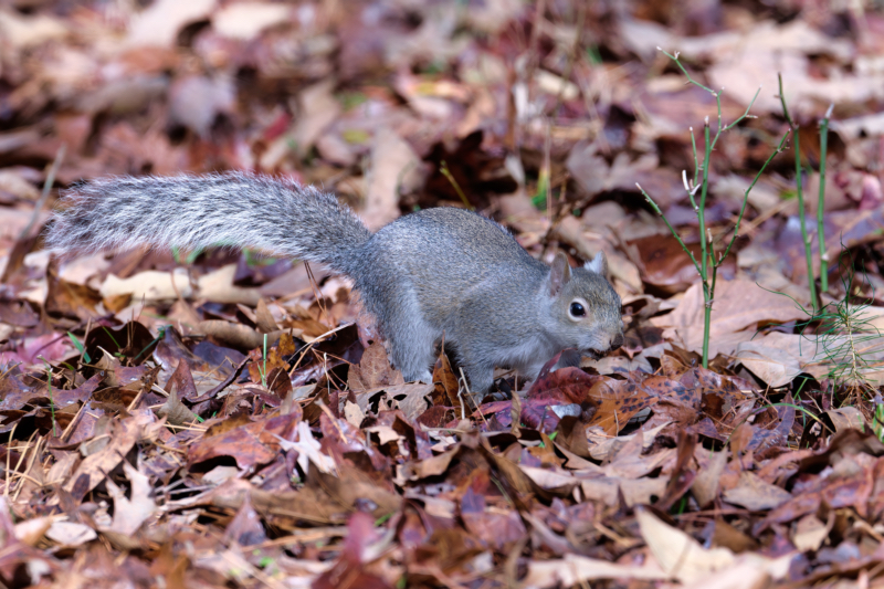 Gray Squirrel Looking For Acorns