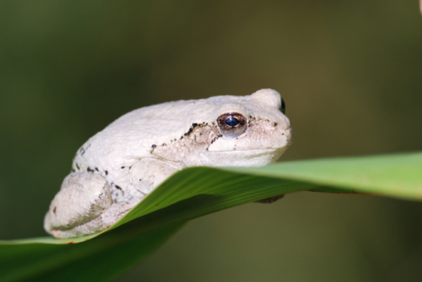 Gray Tree Frogs - Steve Creek Wildlife Photography