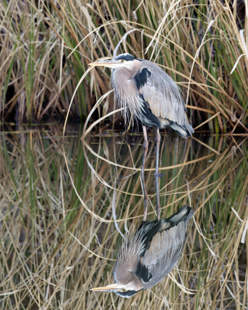 Great Blue Heron With Reflection