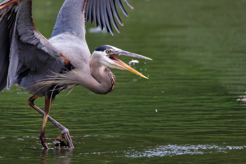 Great Blue Heron Eating Well With An Injured Foot