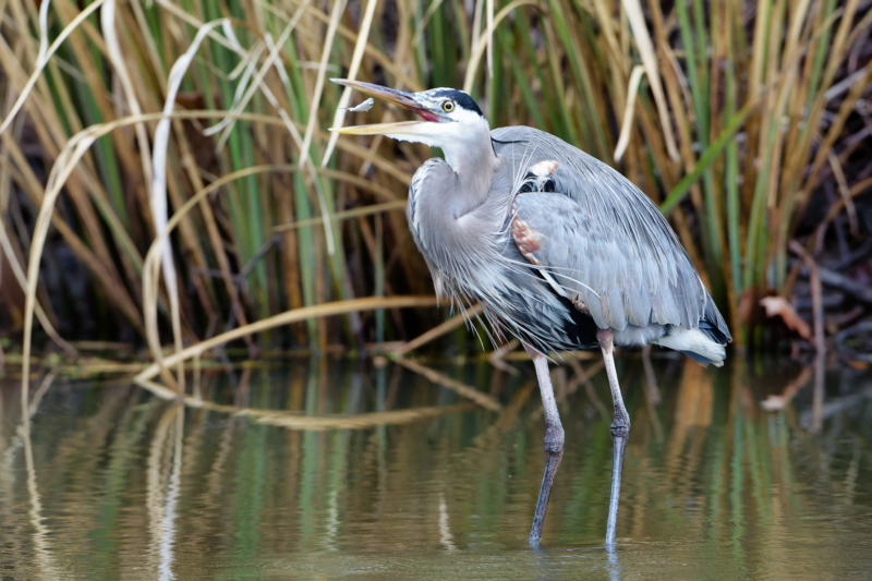 Great Blue Heron Flipping Shad