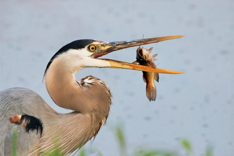 Great Blue Heron Moving Catfish Into Position