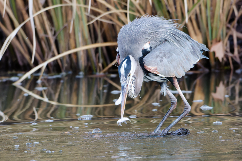 Great Blue Heron Pulling Two Shad From The Water