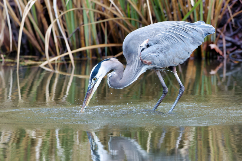 Great Blue Heron Removing Shad From Water