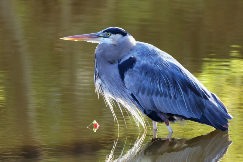 Great Blue Heron Standing Next to A Fishing Bobber