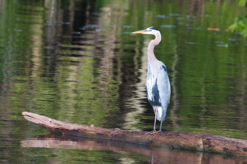 Great Blue Heron Standing On A Weathered Log