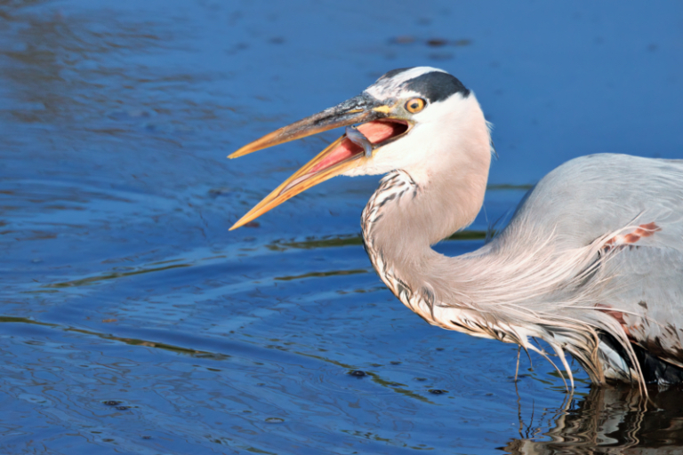 Tposing Fish Great Blue Herons Tossing Fish: A Photographer's Delight - Steve Creek ...