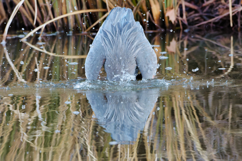 Great Blue Heron Under Water