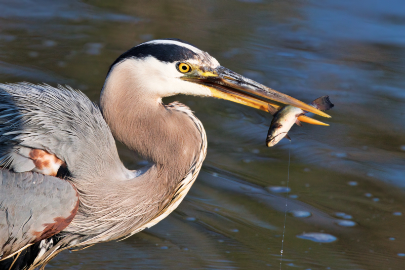 Great Blue Heron With A Medium Size Catfish