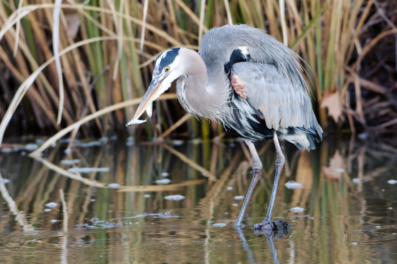 Great Blue Heron Pulling Two Shad In Its Beak