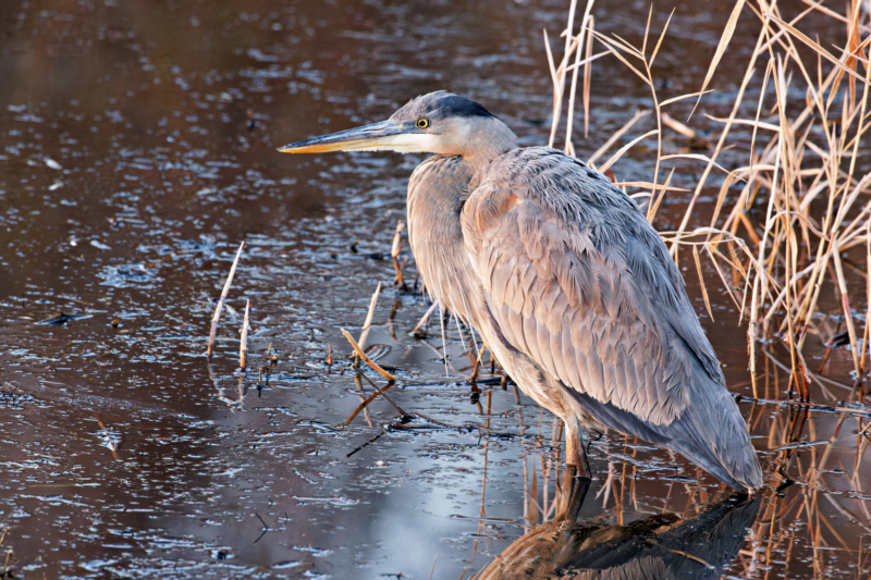 Great Blue Heron Covered In A Light Coat Of Frost