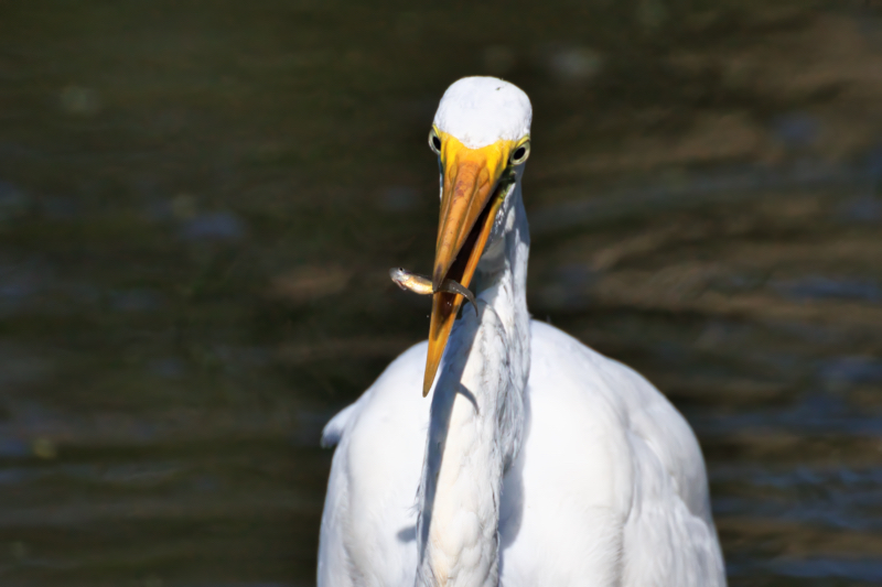 Great Egret With Minnow Close-up