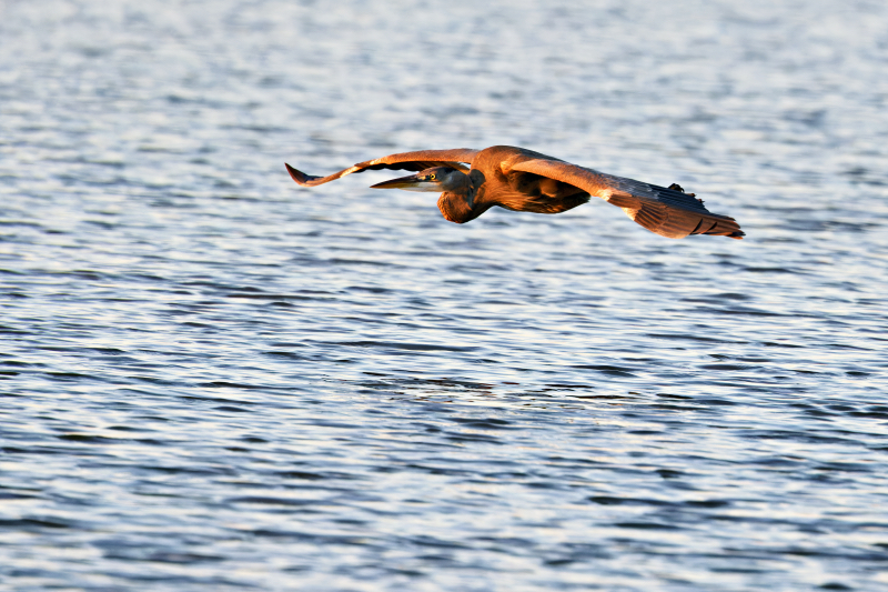 Great Blue Heron Flying Over Lake Toward Sunrise