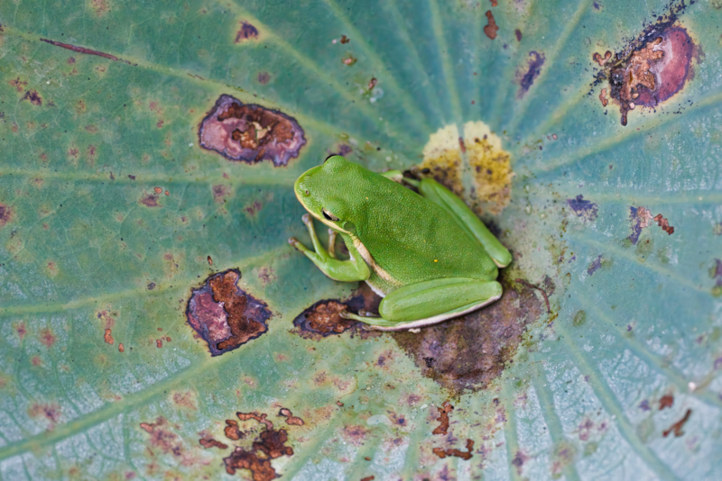 Green Tree Frog In The Center Of A Lotus Leaf