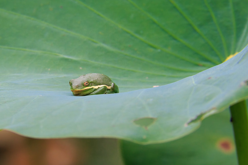 Green Tree Frog On An American Lotus Leaf